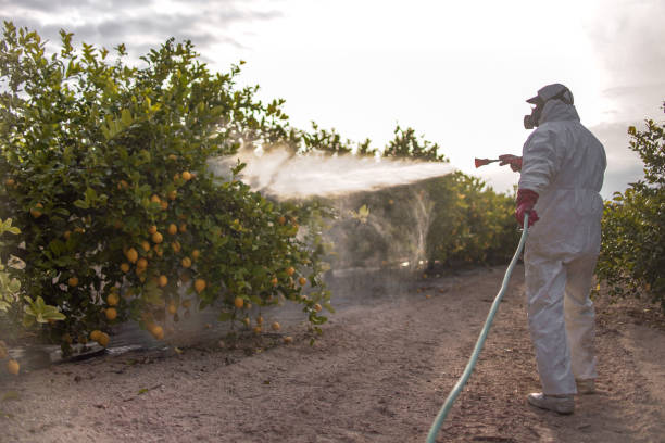 Professional Pest Control in La Monte, MO